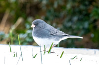 Sparrows