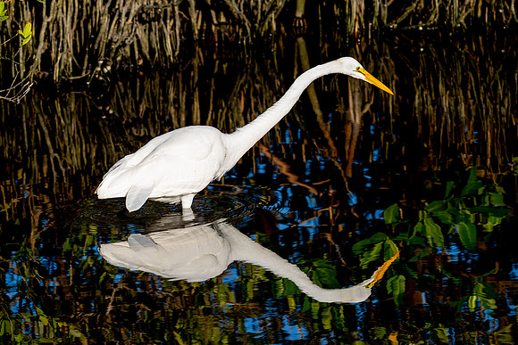 Great Egret