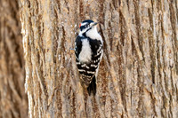 Male Downy Woodpecker