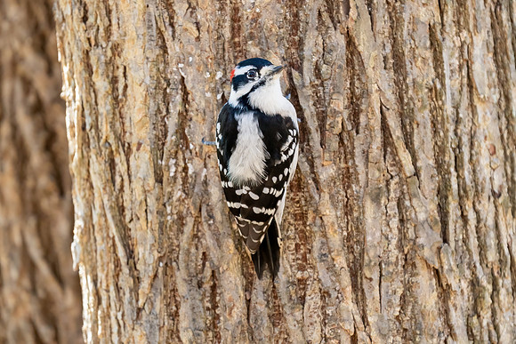 Male Downy Woodpecker