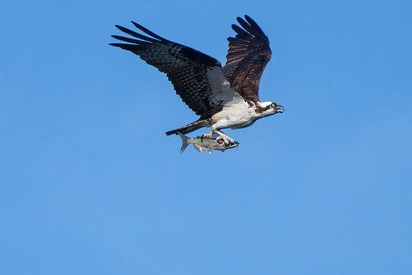 Ospery