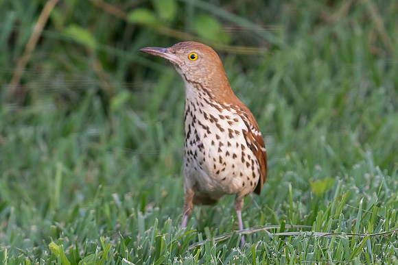 Brown Thrasher