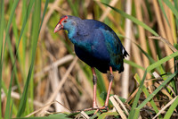 Purple Gallinule