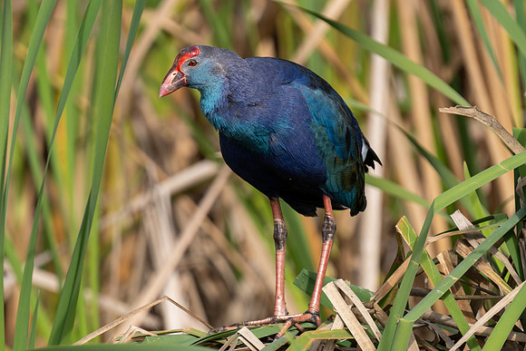 Purple Gallinule