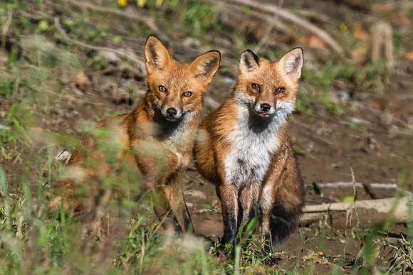 Red Fox