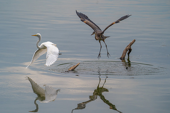 Great Blue Heron and Great Egret