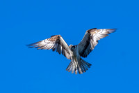 Osprey