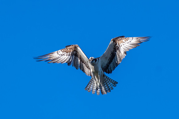 Osprey