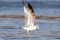 Ring-billed Seagull