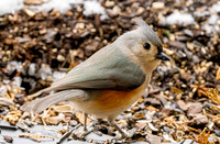 Tufted Titmouse