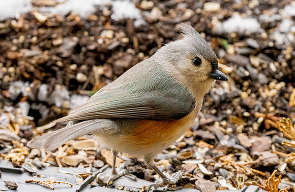 Tufted Titmouse