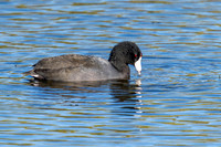 American coots