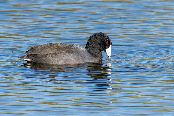 American coots