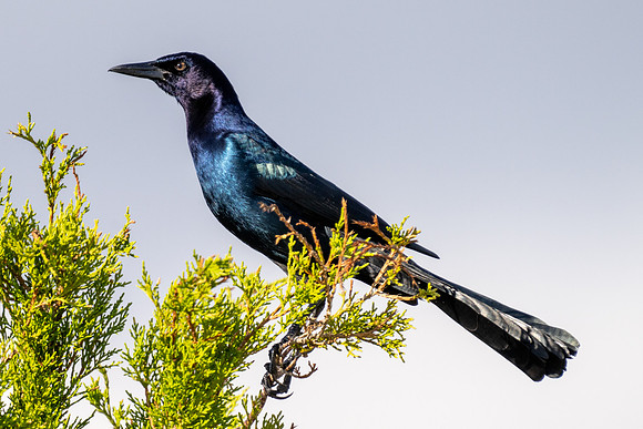 Common Grackle