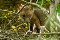 red fox kits