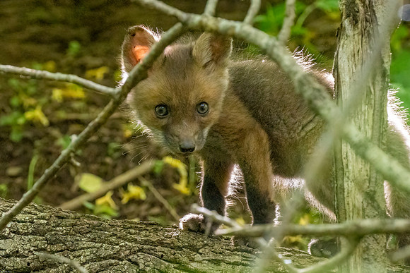 red fox kits