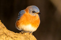 Bluebirds