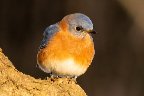 Bluebird