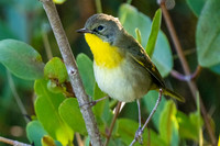 Common Yelloethorat