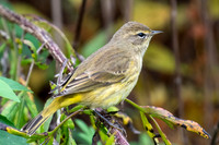Palm Warbler