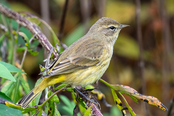 Palm Warbler
