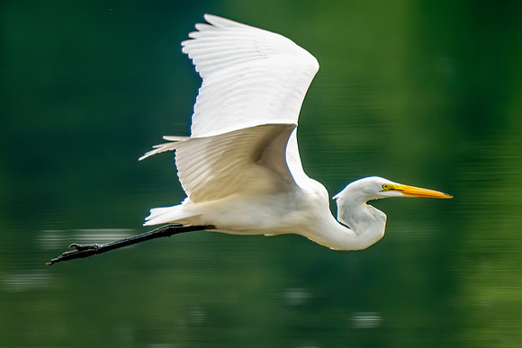 Great Egret