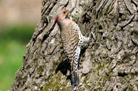 Woodpeckers