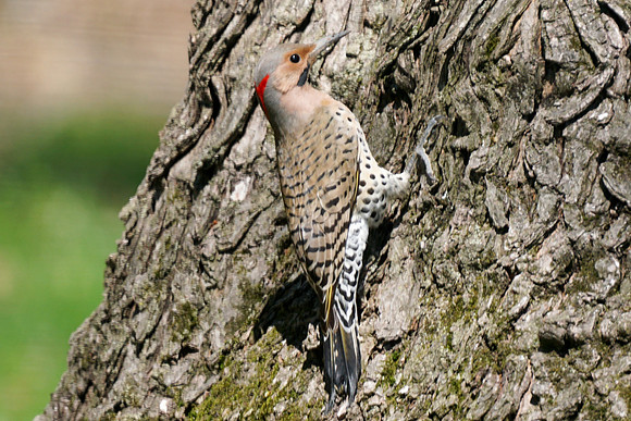 Northern Flicker