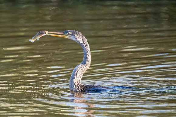 Anhinga
