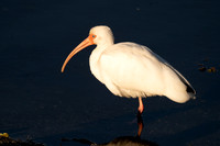 White Ibis