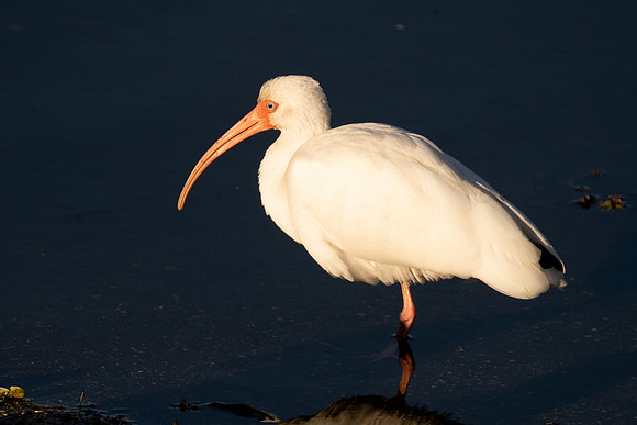 White Ibis