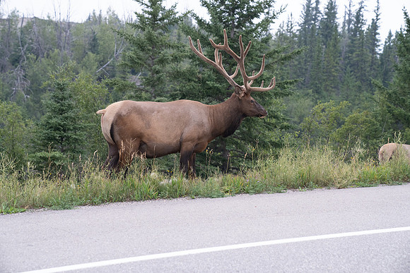 Elk