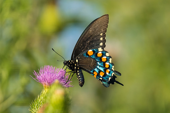 Pipewine Swallowtail