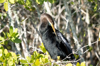 Anhinga