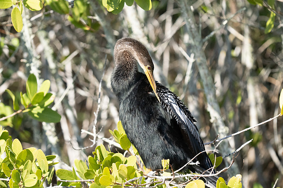 Anhinga