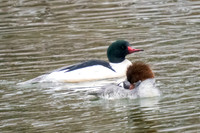 Common Merganser