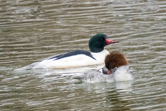 Common Merganser