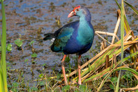Purple Gallinule