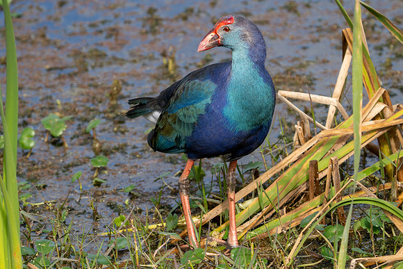 Purple Gallinule