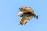 Great-horned owlet's first fly