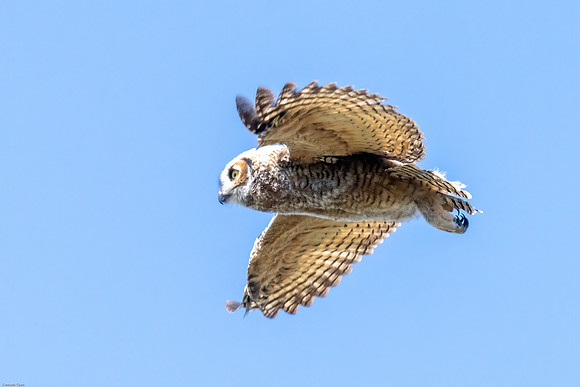 Great-horned owlet's first fly