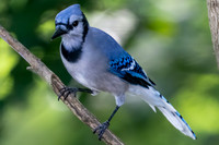 Bluejay