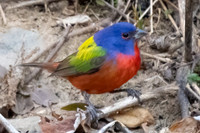Painted Bunting