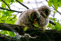 Baby Barred Owl