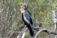 Anhinga