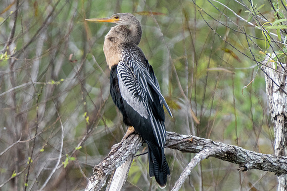 Anhinga