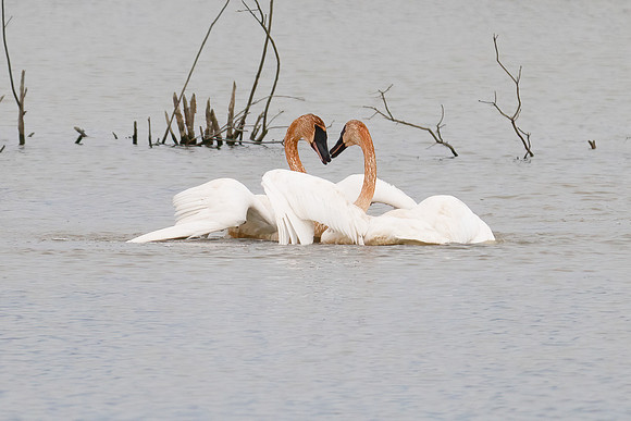 Kissing trumpeter swans