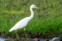 Little Blue Heron