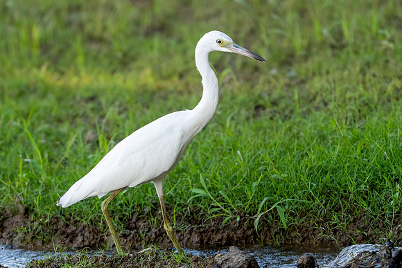 Little Blue Heron