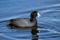 American Coots